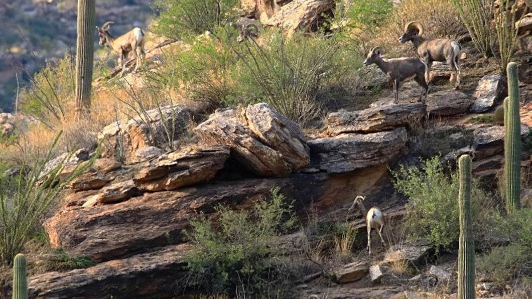 Hikers are spotting bighorn sheep in Tucson's Catalina Mountains